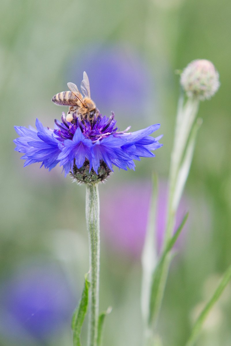 PhotosMarx's tweet photo. #einer meiner #hungrigen #Bienen #bees #kornblume #blau #blume #sommer #NaturePhotography  #NaturesBeauty #nature #makro #macro https://t.co/Pj9W0CWjkm