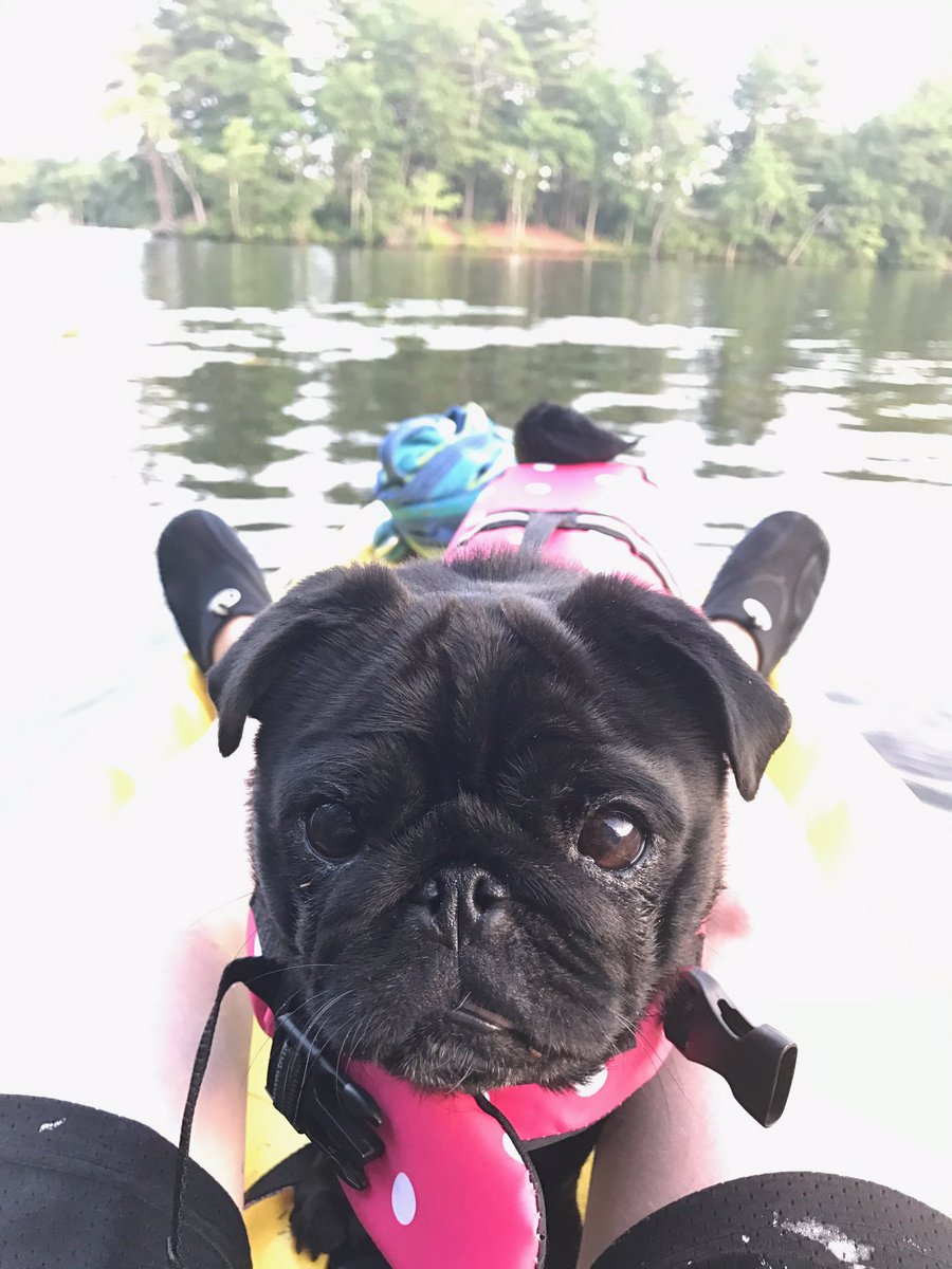 Spankythepug's tweet photo. Kayaking. R u even serious? Do I look outdoorsy? You're hecking with me right? I'm not paddling- not ever- so don't ask. #kayakqueen https://t.co/z3TzLXyqZd