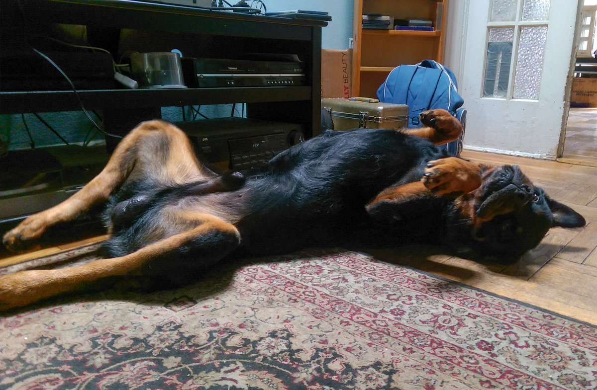 BigHeadSamson's tweet photo. It's the weekend, right? #rottweiler #dogsofinstagram #weekend https://t.co/MbPYjtnFbQ