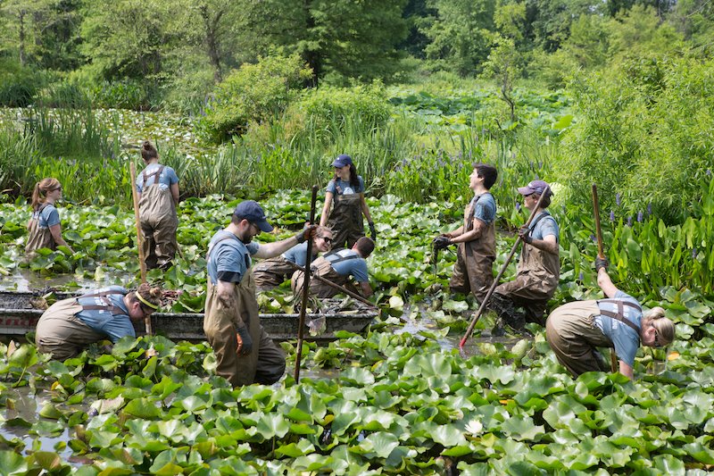 Join #JBGCares partner <a href="/KenAqGardens/">Friends of Kenilworth Aquatic Gardens</a> for the annual Water Lily &amp; Lotus Festival in DC, 7/15-22. nps.gov/keaq/planyourv…