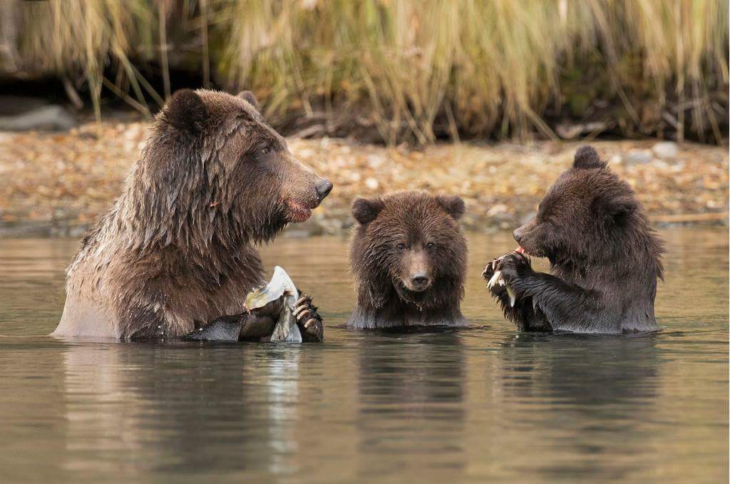 cipherfacts's tweet image. Caption please