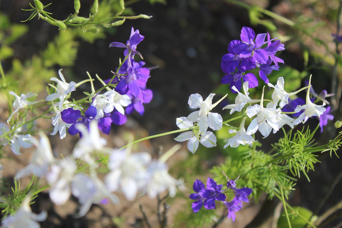 Vtifカスタマイズ Auf Twitter 花写っと 千鳥草 この頃やっと名前が分かった花 花期を過ぎないうちに します 花言葉が良いのです 千鳥草の花言葉 別名 飛燕草 ラークスパー 信頼 軽快 活発 底抜けに陽気 晴れやかな心 野原の喜び 清明 温和 自由