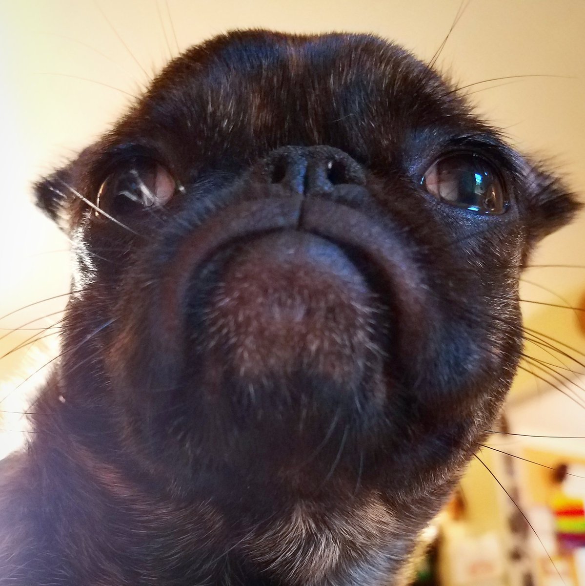 funaek's tweet photo. "Take me to your leader. And give me all your sticks &amp; cicadas." #alienpug https://t.co/GEEkVsZyVH