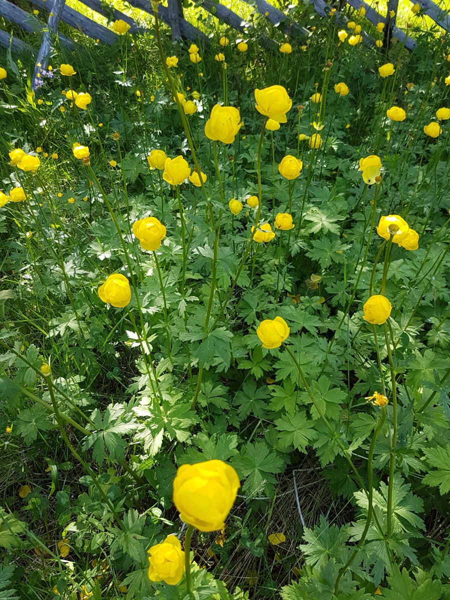 annelitiainen1's tweet photo. Taivalkoskella kullerot kukkivat parasta aikaa #kesä #päätalo #kallioniemi https://t.co/wF1C5TZxEN