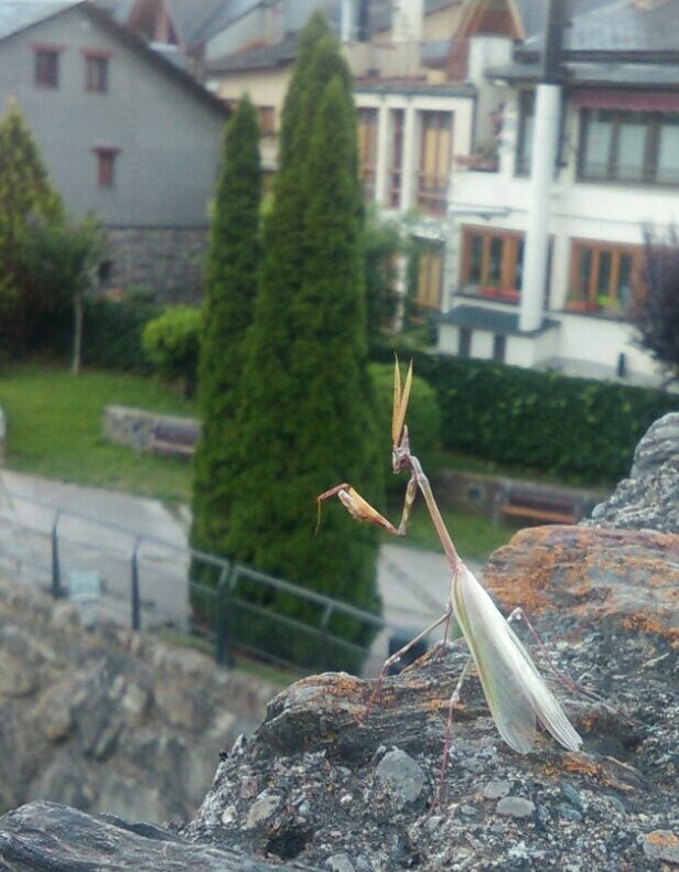 Macho de Empusa Pennata en Esterri d'Àneu, Pallars Sobirà en Pirineos #insectos @asturnatura