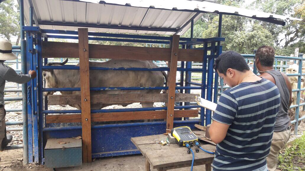 Agricultura_CZ5's tweet photo. #InfoMAG | Pesaje de bovinos en centro de abastecimiento de productores de la Hacienda La Clementina @COOPROCLEM_CLEM #LosRíos https://t.co/pzmiBpFO1m
