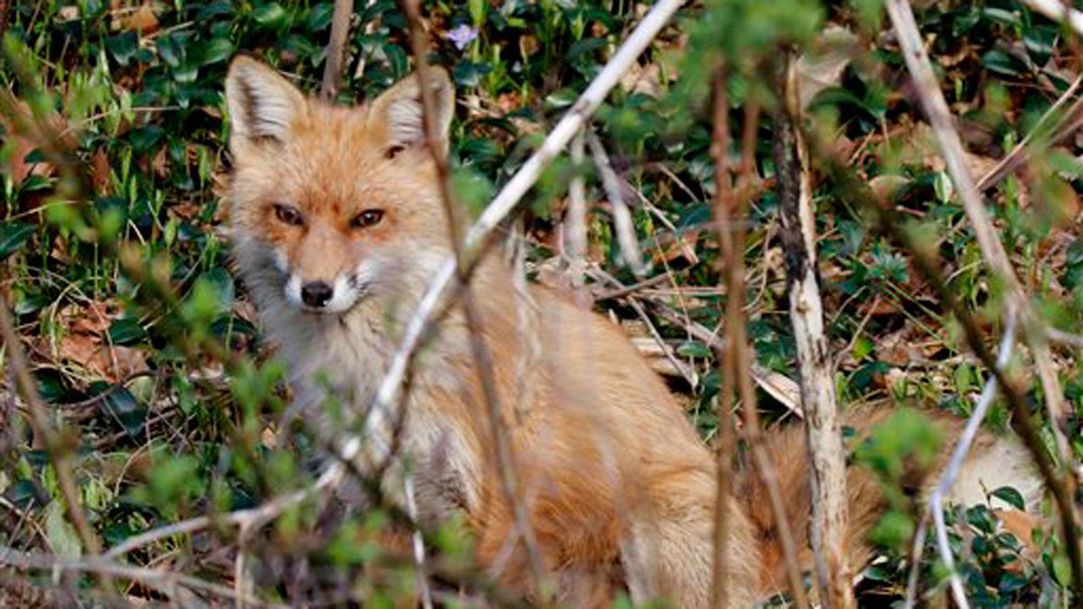nbc4i's tweet image. "Escaped monkey or bonobo" in Dublin area turns out to be a red fox bit.ly/2uSnnQ7