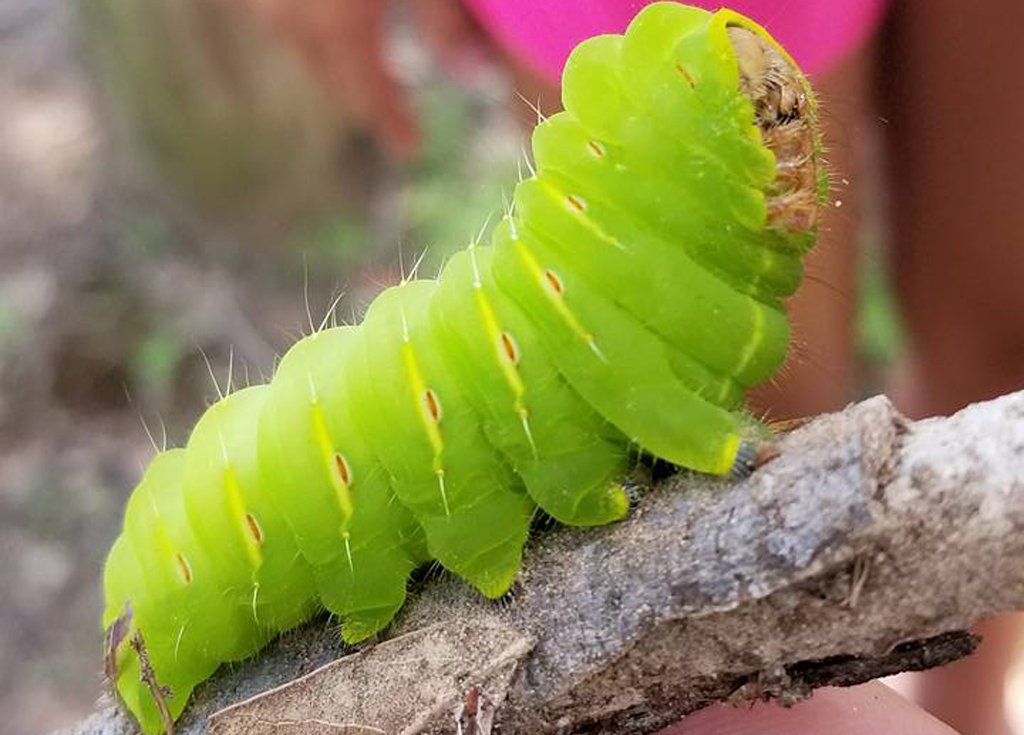 Texas State Parks Nature S Snuggie On A Polyphemus Moth Caterpillar At Daingerfield State Park In Etx Texas State Parks Nature S Snuggie On A Polyphemus Moth Caterpillar At Daingerfield State Park In Etx