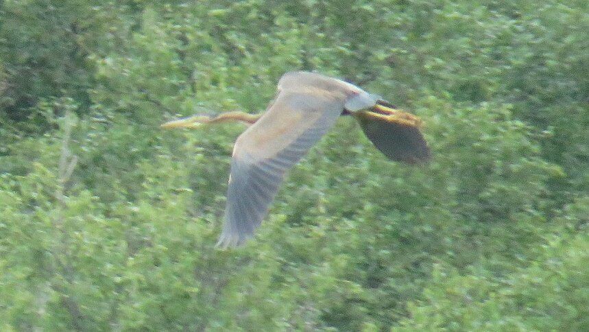 cianbirder's tweet photo. 2nd calendar year Purple heron ECNR, Co. Wicklow the last few days from the main hide. #oldpatch https://t.co/oBO68LTZp4
