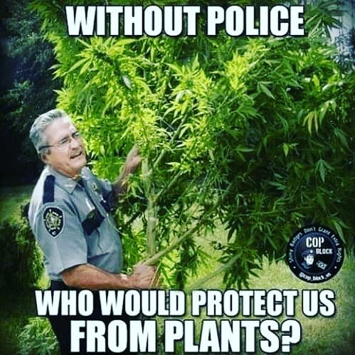 KushOGThree's tweet image. 