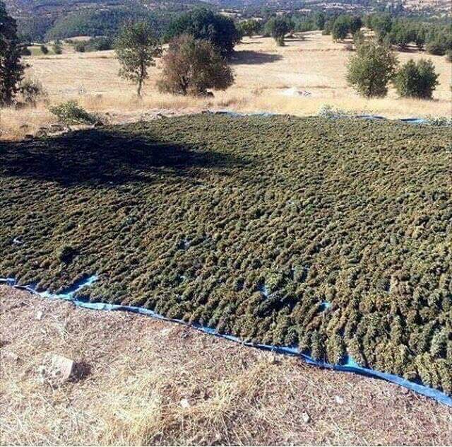 KushOGThree's tweet image. 