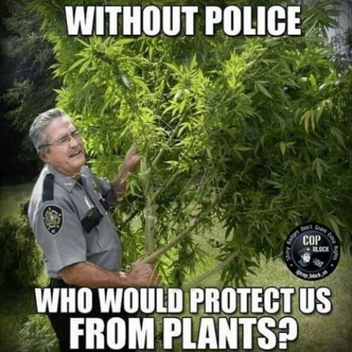 KushOGThree's tweet image. 