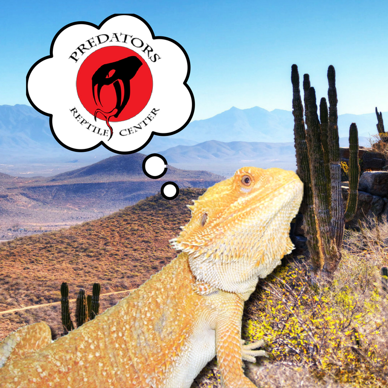 ReptilesAZ's tweet photo. Well I think you know what this bearded dragon is thinking. He can't wait for his special treats from Predators Reptile!
#predators #reptile https://t.co/uNTD3GCjxN