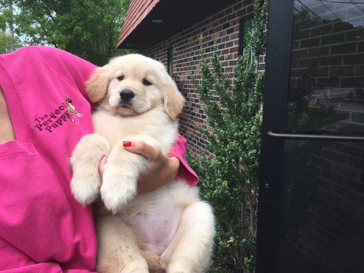 PerfectPuppyRI's tweet photo. Can you imagine cuddling with this fluffy little babe?! 😩 #HEAVEN https://t.co/04nqLKBdQG