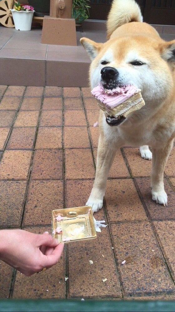 me: no thanks i'm on a diet 
me 10 minutes later:
