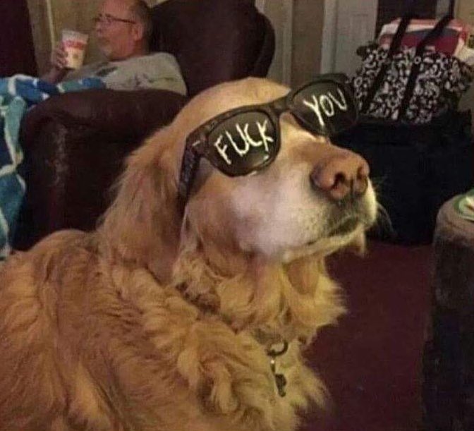 vicwsuzi's tweet photo. Dogs are so under appreciated. I love dogs. #openrp https://t.co/IBMewRlzWo