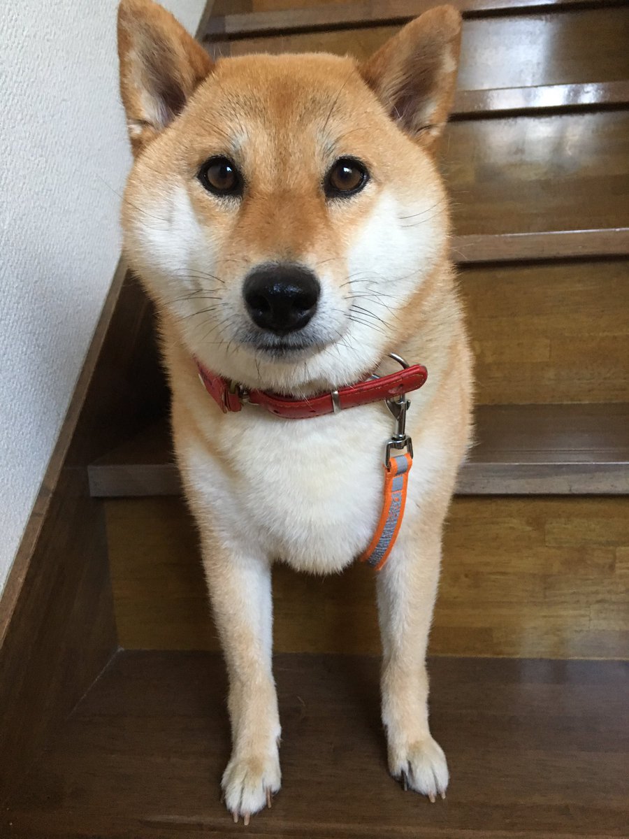 りん おはようございます O W O 今日も暑くなりそうだ 降りてこないと思ったら りんちゃんそれ何かおかしくない それで寛げるりんちゃん変だよ 笑 土曜日だけどお仕事だよ E 柴犬 変な座り方