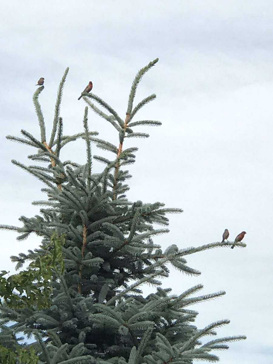 Any idea what kind of bird these are? #inmybackyard