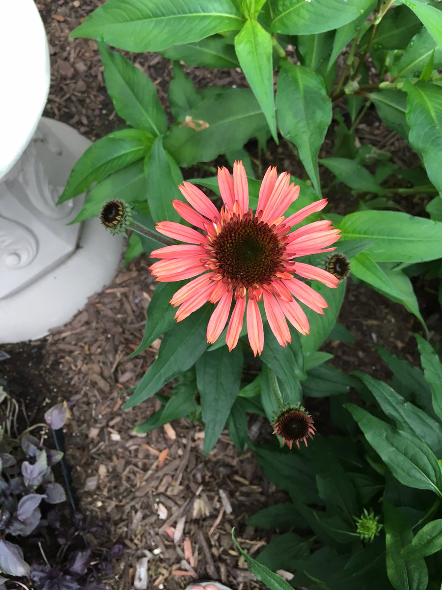 PalmerHouseInn's tweet image. The #echinacea in bloom (rabbits didn&apos;t eat it this year :) ow.ly/8Wze30deW8j #CapeCodGarden #SummerVacation