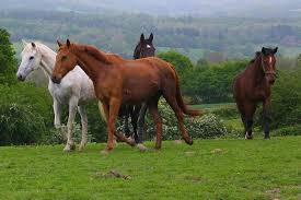m_tannistha's tweet photo. #Trending #Trending20 #TeenageLessonLearned #HorseRacing #Stampede2017 #TravelSkills #LGBTQ #EqualRights #LoveWins https://t.co/74nff0dl0Z
