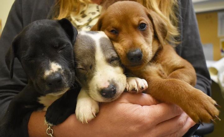 Friday Fun Fact! Did you know? Puppies from the same litter can have several different fathers! These cuties are available now!