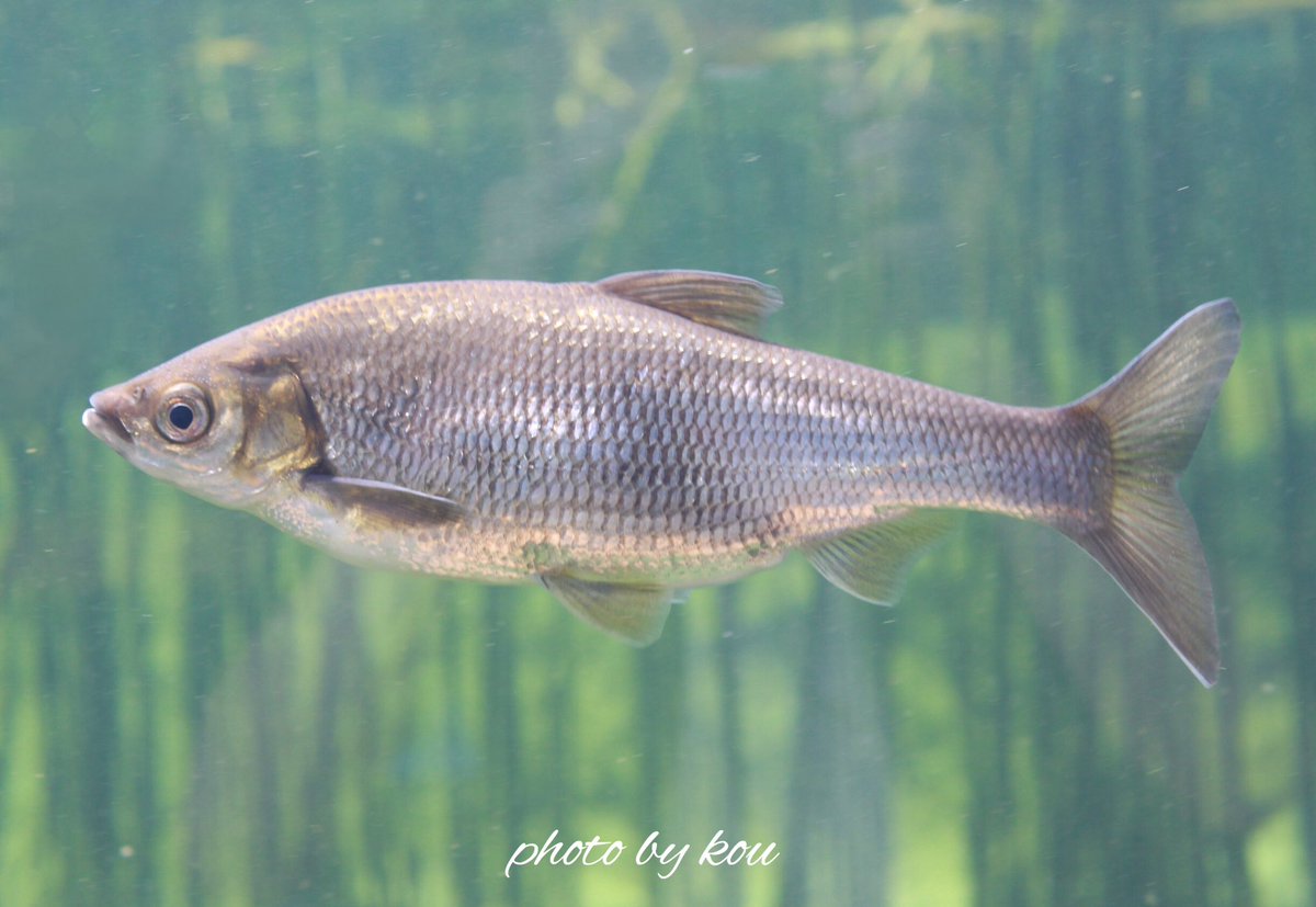 とらうつぼ على تويتر 渋カッコいい魚 ワタカ