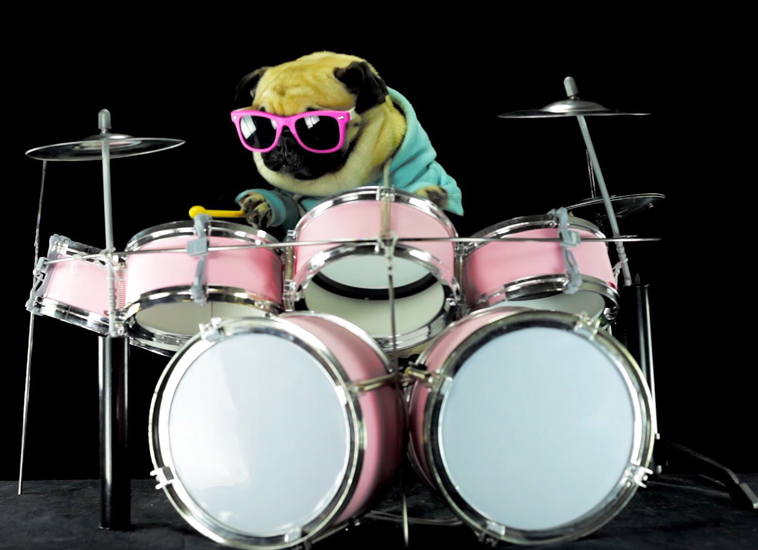 Drum Dog