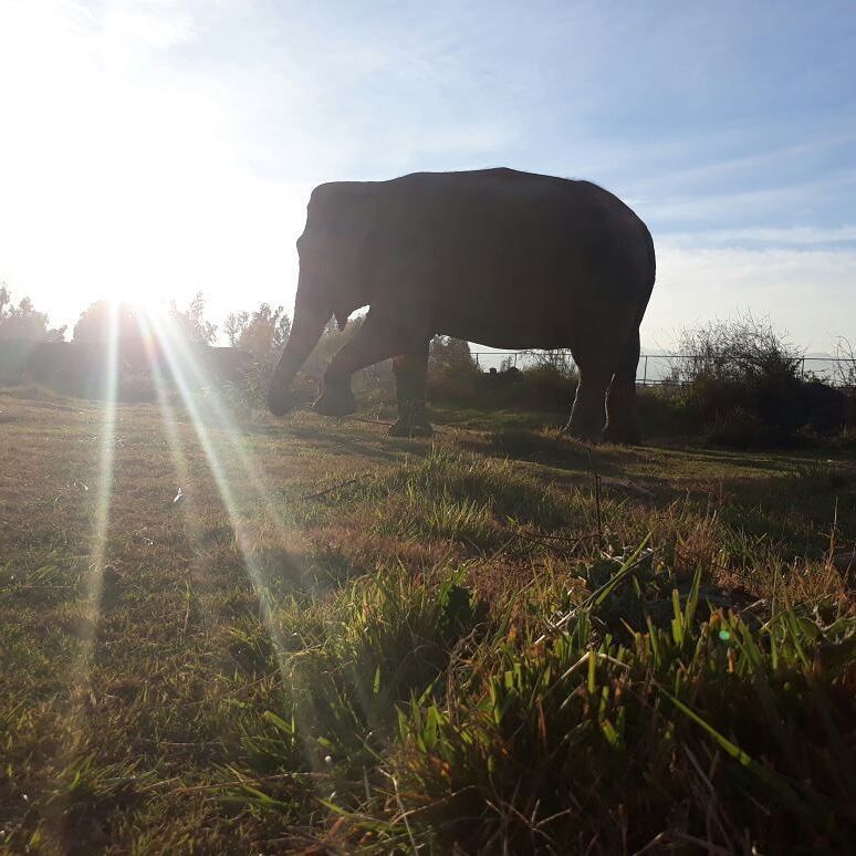 GlobalElephants's tweet photo. Chilly mornings with #Ramba #elephant #elephants #elefantes #WaitingForRescue #thankgoodnessforthesun #cutegrandma https://t.co/aMAVTARWA8 https://t.co/7AGty1hfUF