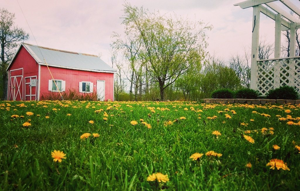 GilbysOrchard's tweet photo. Dandelions! https://t.co/l2I99elJi9