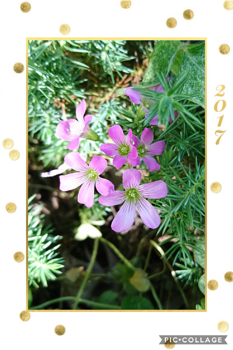 55 今日のお花 ムラサキカタバミ カタバミ科 幼い頃からよく目にしていたお花 O O ネットで検索すると ムラサキカタバミ 食べ方 と出て来た えっ 食べれるの ロ 花言葉は 輝く心 ムラサキカタバミ 輝く心 初夏 ピンク色の花