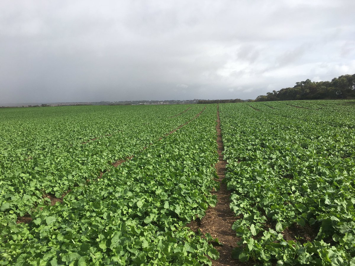 This @pioneerseedsau #45Y91 CL #hybridcanola has cracked on after a decent rain in the last week. Amazing what a difference moisture makes!