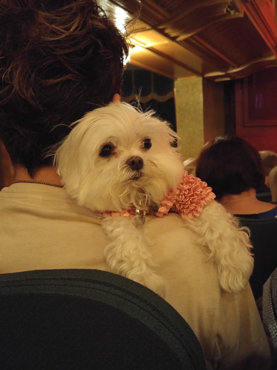 nickylibs's tweet photo. This pooch at @HelloDollyBway has a better seat than I, yet still seems nonplussed. #dogprivilege #broadway #NYC https://t.co/BcFtO8yJR4