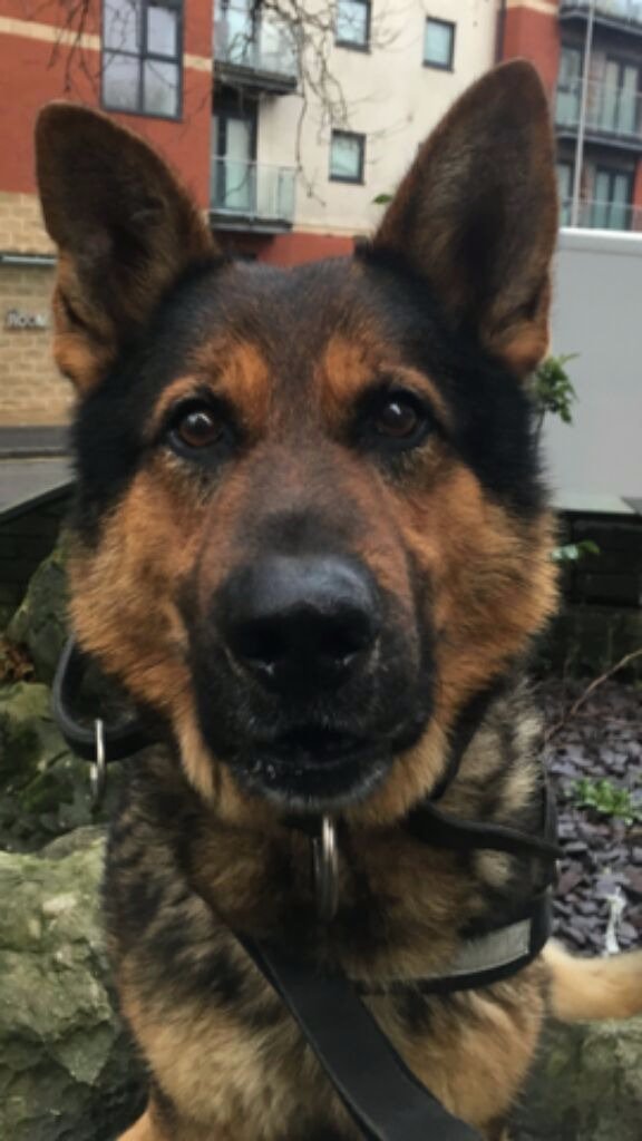 LancsPolDogUnit's tweet photo. Not to be outdone, PD Ricoh put his nose to use sniffing out a group of 5 who thought they could run from #T5IR in Preston #teamwork #T2dogs https://t.co/AEXUma3kHT