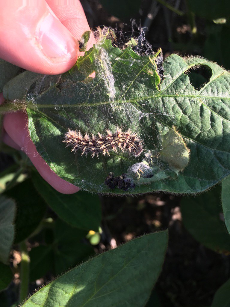 SFahlman's tweet photo. Finding these in the soybeans. Wondering what they are? https://t.co/10GAo4DiAo