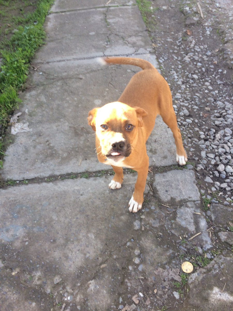 Hermosa cachorra mestiza Boxer en adopción, tiene dueño pero pasa todo el día en la calle 😪 Necesito sacarlo de ahí contacto DM #LaGranja