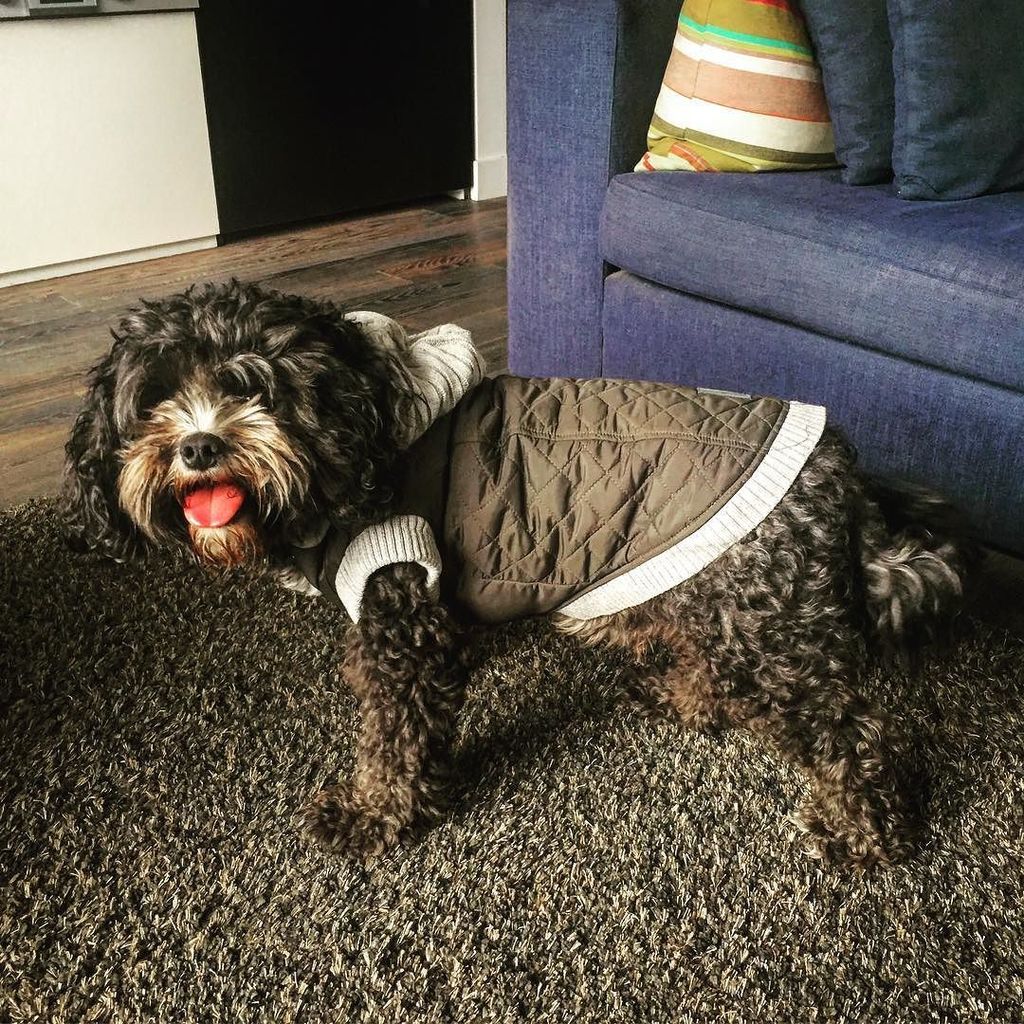 peter_bauld's tweet photo. Hamish's new purchase he demanded a hoodie from @fuzzyard @hachi_melbourne .
.
.
#fuzzyard #cavoodle #dogsofinstgr… https://t.co/8LB64BK1vO https://t.co/As0AEi4GD1