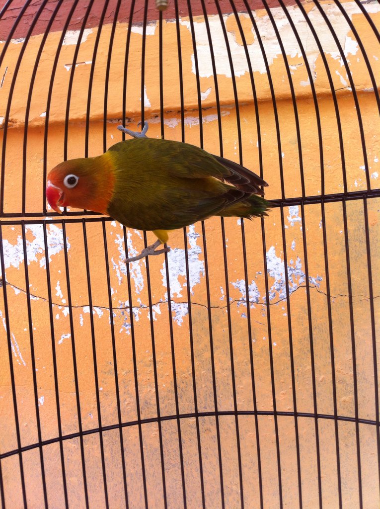 Ustdz Rangga Cobra (@ranggacobra) on Twitter photo 