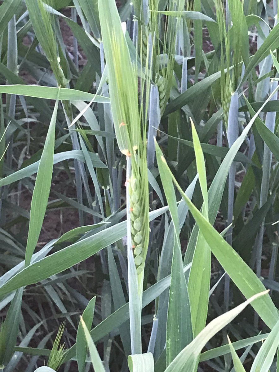 Lots of midge near Swift Current.  Big differences between fields