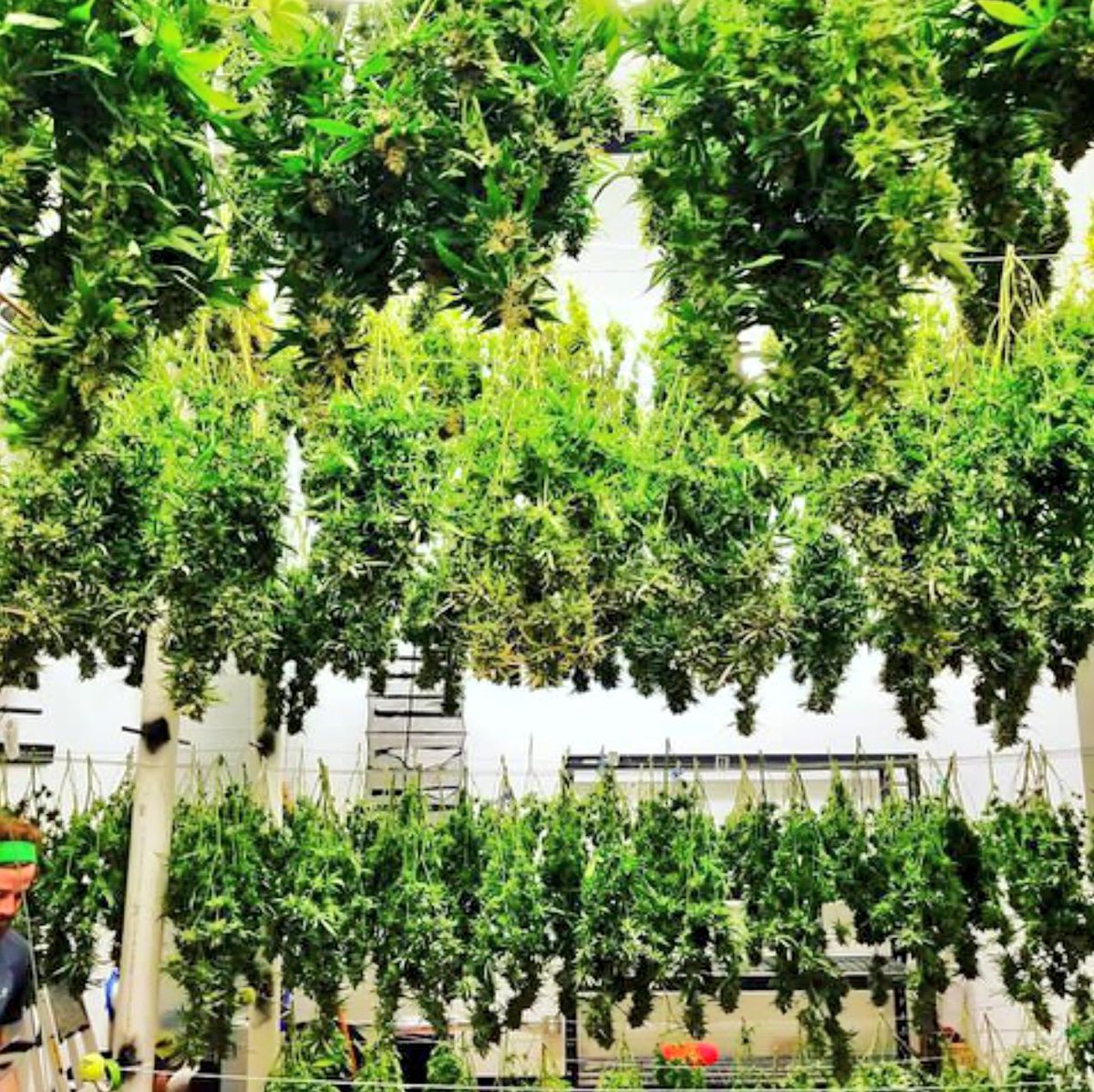 greenladymj's tweet image. @DynamicHarvest have the only flower producer here at our store that has their terpenes tested. It is all about the terps everyone!