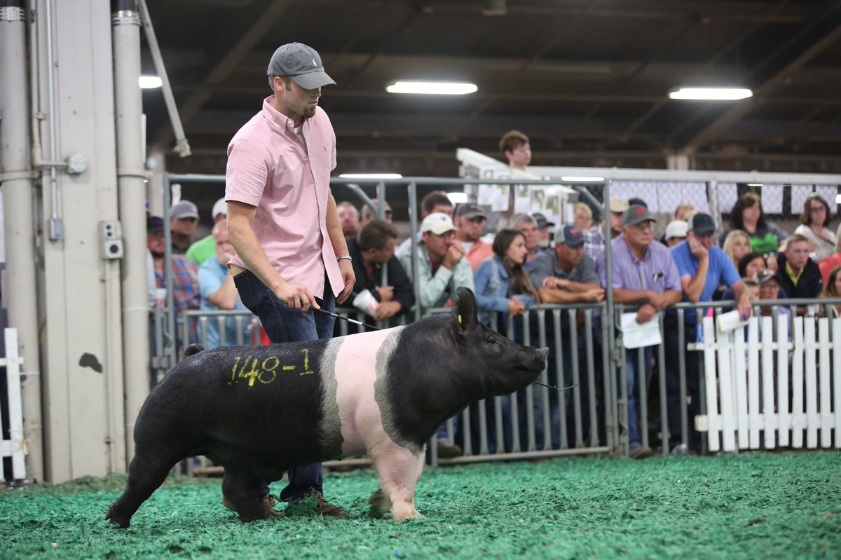 mi_pigs's tweet photo. JOOSTBERNS with a big win in the Hampshire Boar show - congratulations Austin & crew!! #MIPigs photo: NSR https://t.co/PKbNLSGPKh