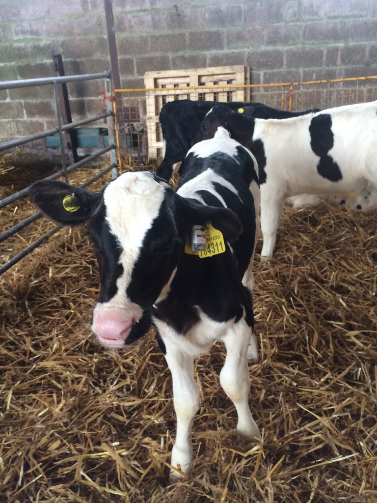 jr_baggs's tweet photo. @fevertags1 @948a2ce4abf84e3 More fevertags installed today. #tempverified #healthycalves https://t.co/G3ntKWqzOq