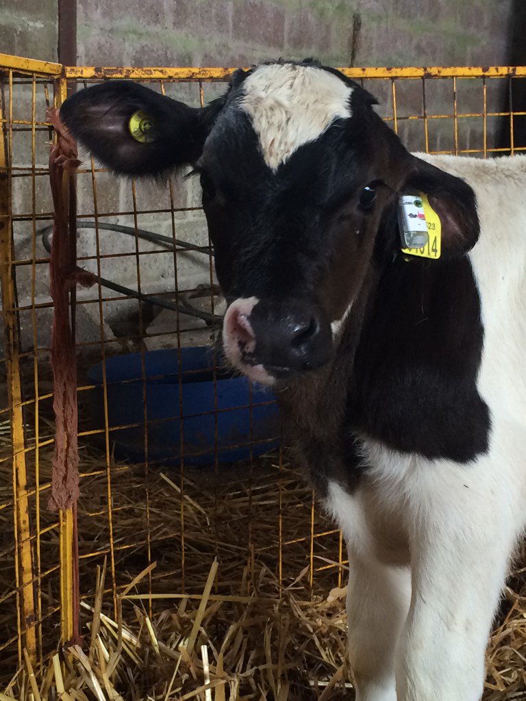 jr_baggs's tweet photo. @fevertags1 @948a2ce4abf84e3 More fevertags installed today. #tempverified #healthycalves https://t.co/G3ntKWqzOq