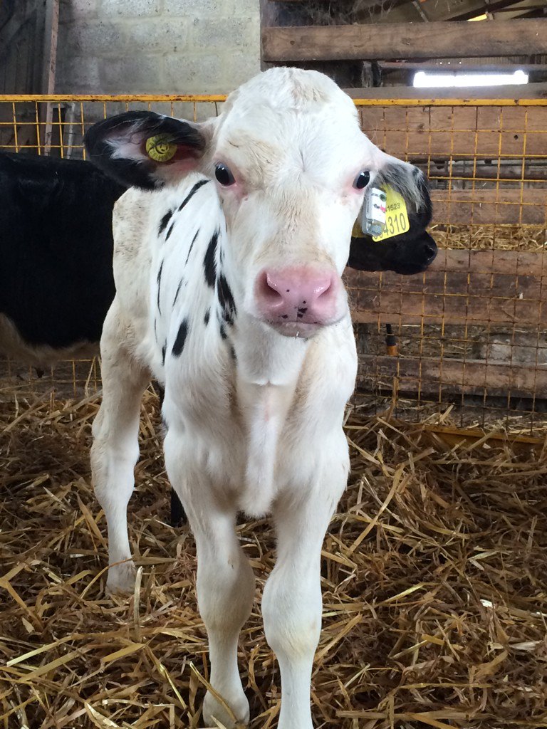 jr_baggs's tweet photo. @fevertags1 @948a2ce4abf84e3 More fevertags installed today. #tempverified #healthycalves https://t.co/G3ntKWqzOq