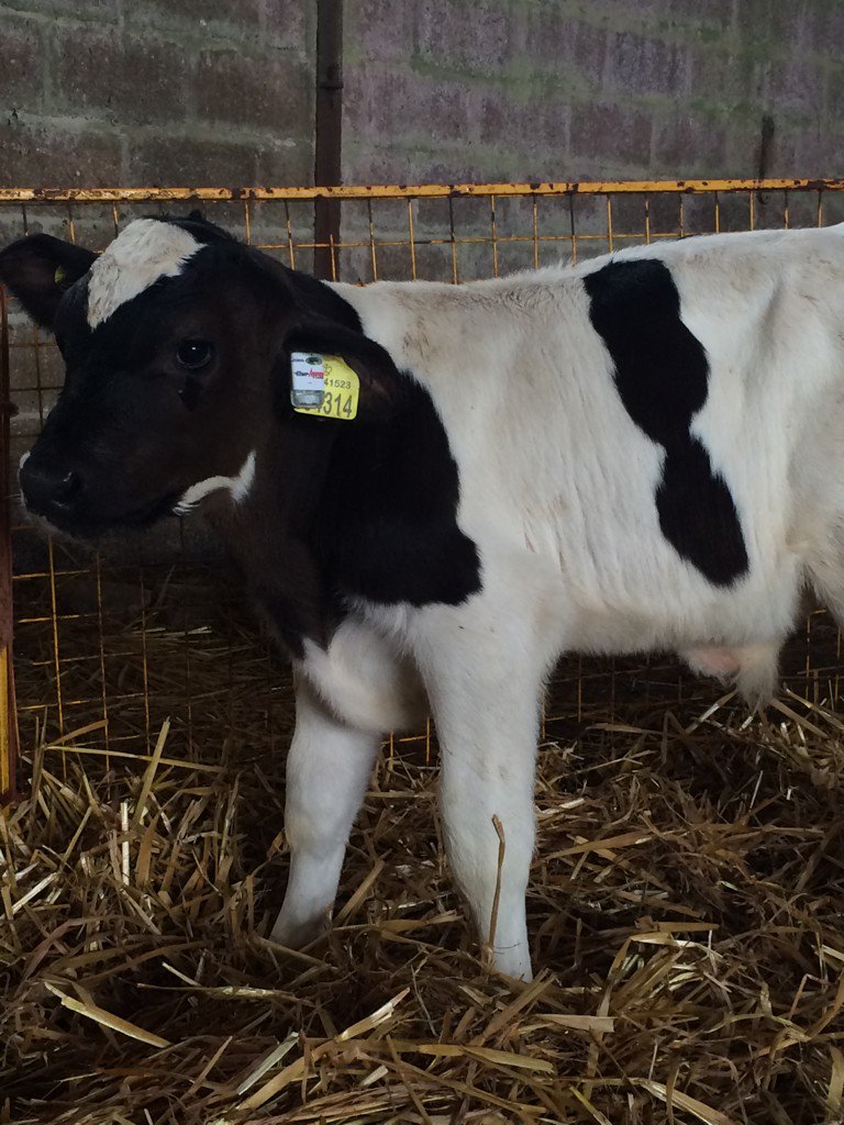 jr_baggs's tweet photo. @fevertags1 @948a2ce4abf84e3 More fevertags installed today. #tempverified #healthycalves https://t.co/G3ntKWqzOq