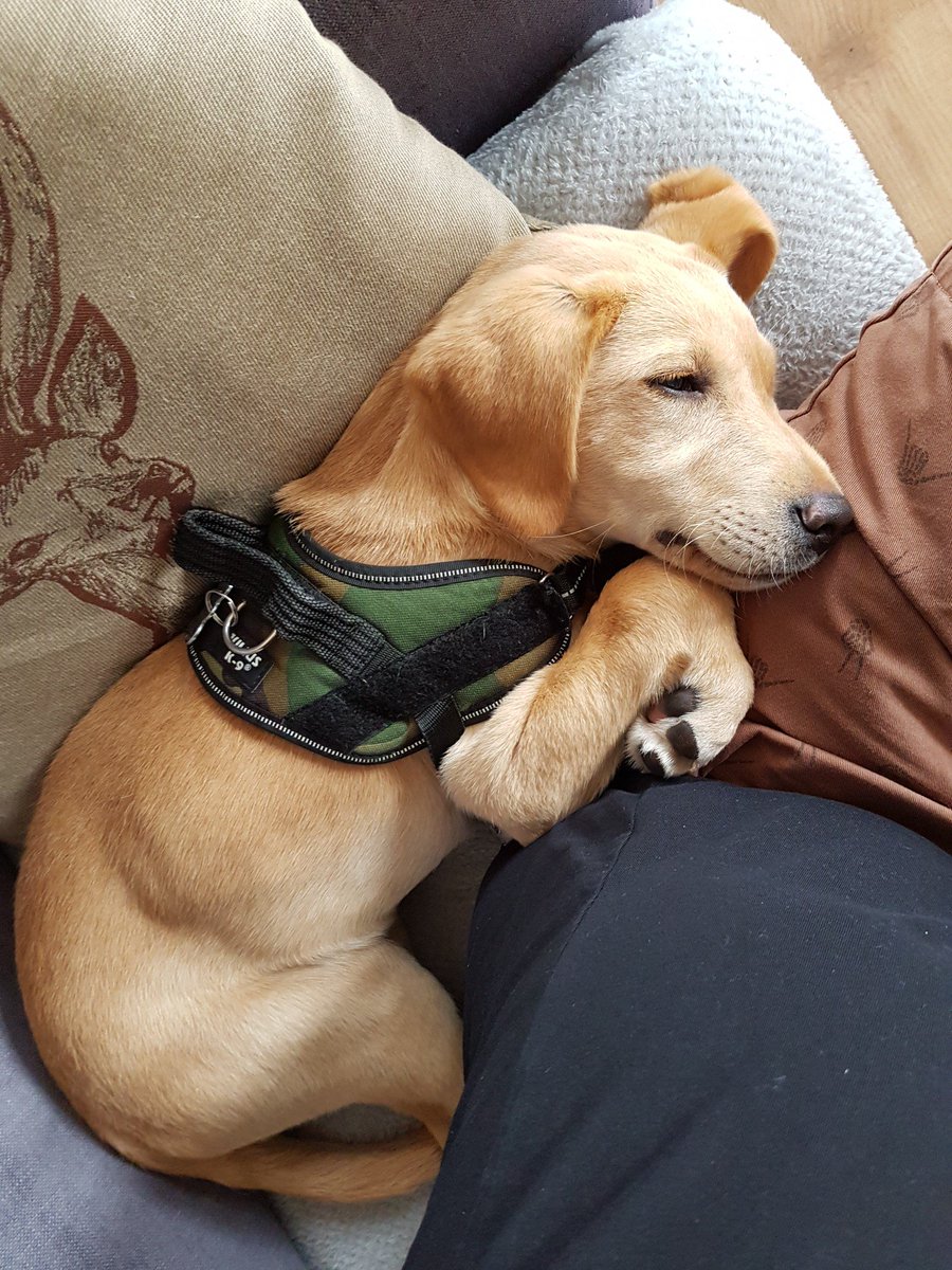 finlaypup's tweet photo. Wanna go out! Wanna go out! Wanna go out! Wanna go out! Bork! Bork!.... No wait, I nap first 🐶💤 https://t.co/fnfrcMGjBF