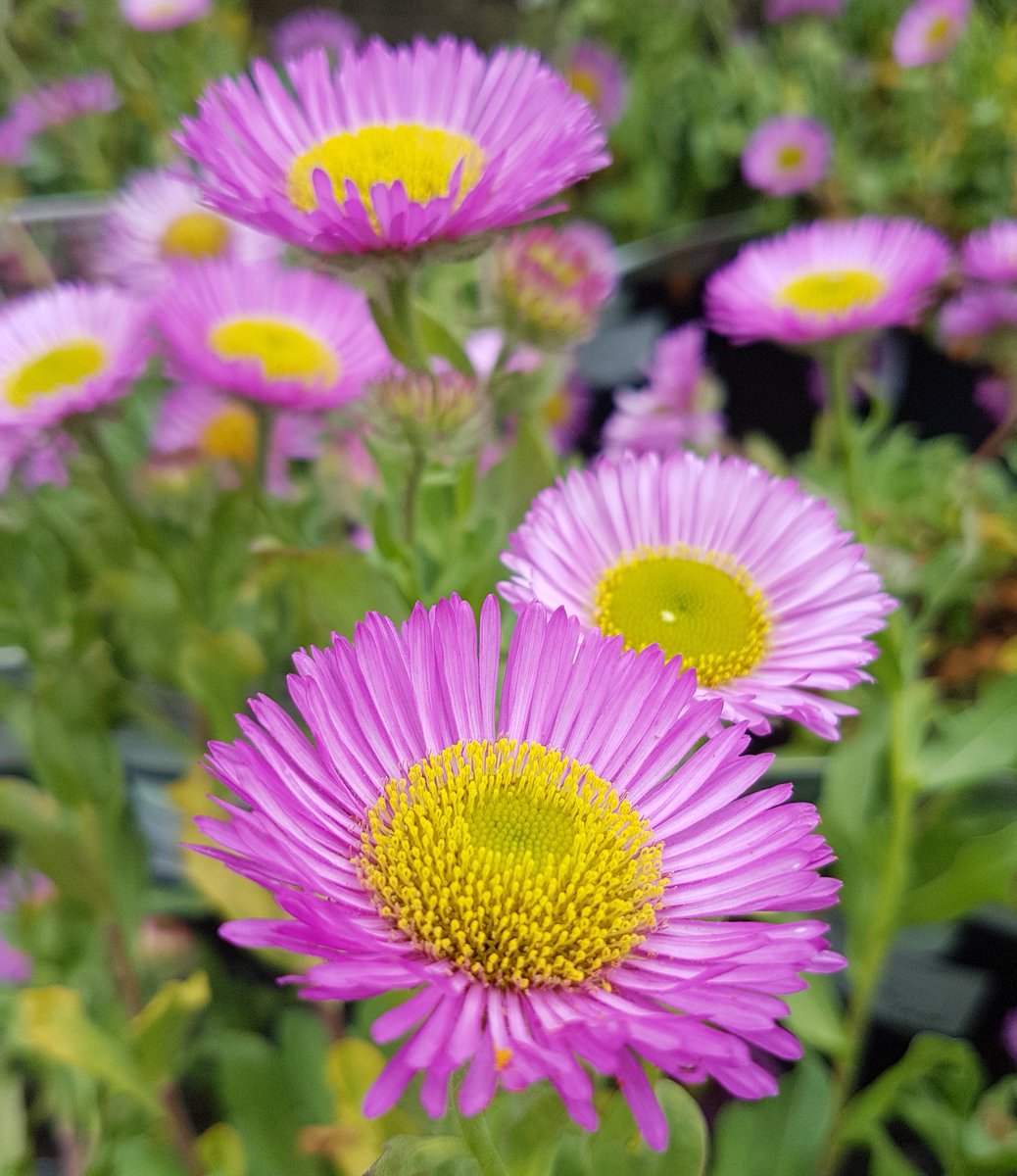 One of our "top picks" from the planteria this week: Erigeron "Sea Breeze" #Summer #Weekend  #Gardening #Pretty #Blooms #Gardencentre