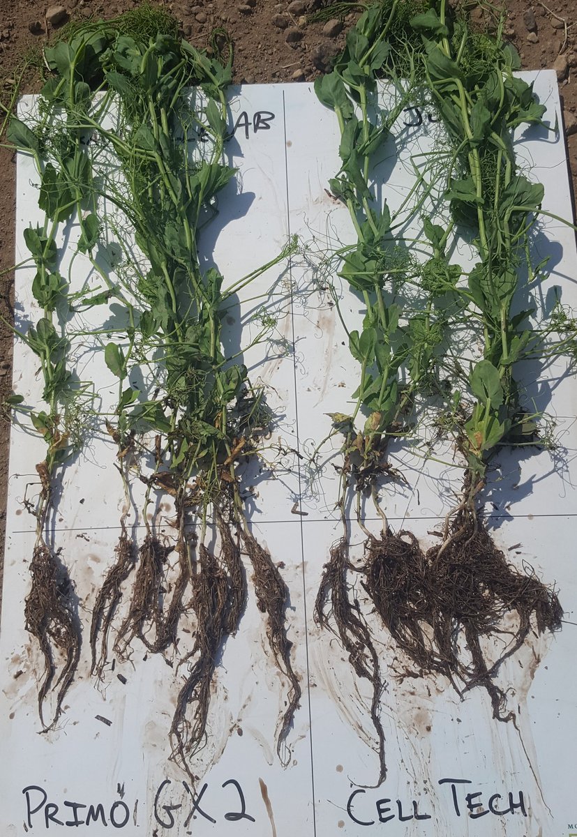 bari_khaled's tweet image. Great to see root biomass and nodulation with #PrimoGx-2 and Cell-Tech granular. @USC_Community  @JoeOlesko1 @BioAgNeal @SVFltd @mmc164