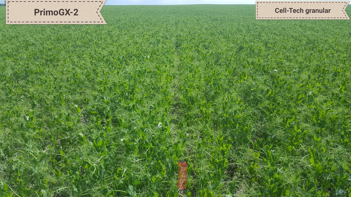 bari_khaled's tweet image. Great to see root biomass and nodulation with #PrimoGx-2 and Cell-Tech granular. @USC_Community  @JoeOlesko1 @BioAgNeal @SVFltd @mmc164