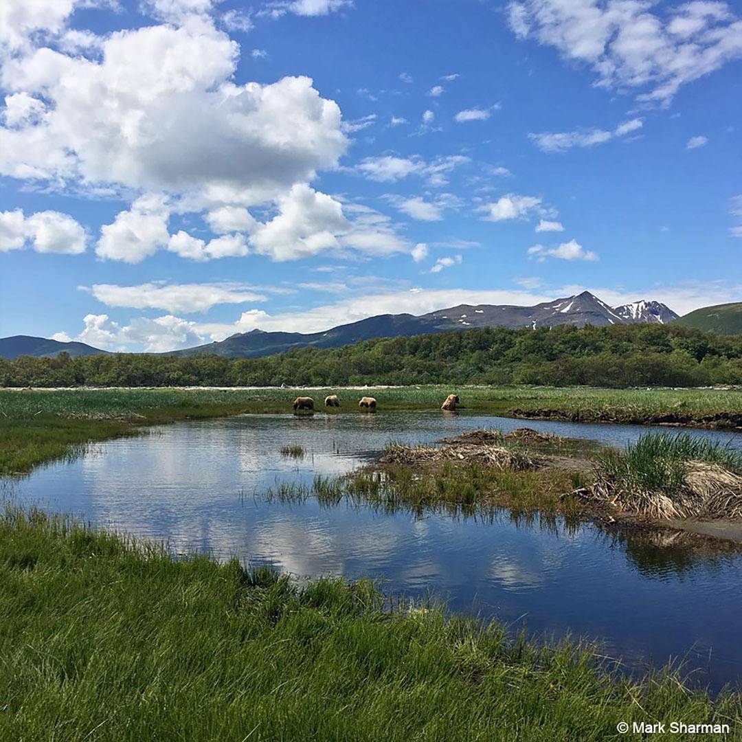 BBC Earth tweet media