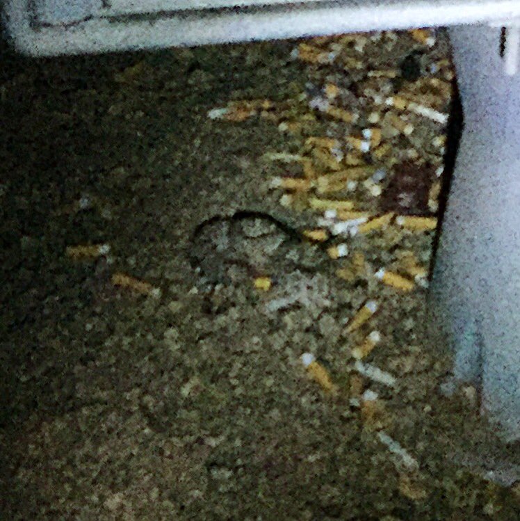 ShipleyTabatha's tweet photo. Twitter...I just saw a rattlesnake while walking my dog.
Those bad boys are LOUD!
#Arizona #desertprobs #eww
Can you spot it? https://t.co/hHASnsBVm5